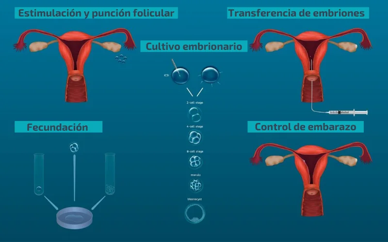 Fecundacion in vitro