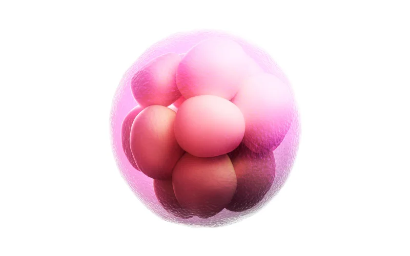 hatching asistido