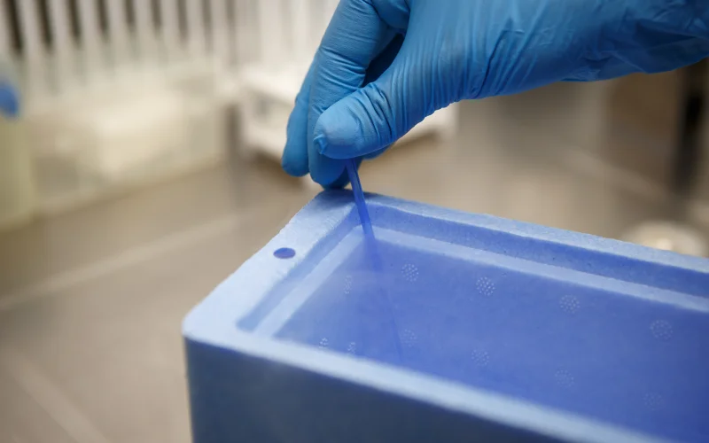transferencia embriones congelados